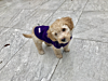 Doodlebone - Fleecy Jacket - Purple - Medium (60cm)