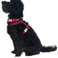 Red Dingo - Dark Blue Stripe Dog Collar - Small