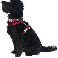 Red Dingo - Safari Dog Collar - Medium