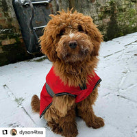 Danish Design - 2 In 1 Dog Coat - Orange - 30cm (12")