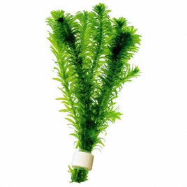 Elodea Plant