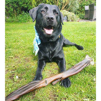 Anco - Naturals Giant Bully Sticks Dog Treat