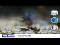 King British - Algae Wafers (with IHB) - 100g
