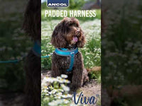 Ancol - Viva Nylon Padded Harness - Black - Small (36-42cm)