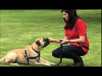 Interpet - Recall Training Lead - Black - 6ft