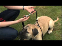Mikki - Recall Training Lead - Black/Red - 10ft
