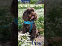 Ancol - Viva Padded Harness - Cyan - Medium (41-53cm)