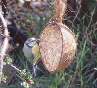 Suet to Go - Half Coco Feeder - Mealworm Recipe