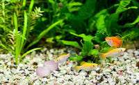 Supa - Weekend Fish Food Blocks - 4 pack