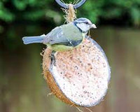 Suet to Go - Half Coco Feeder - Mealworm Recipe