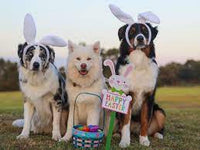 Hatchwell - Easter Egg For Puppies - 40g