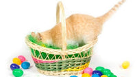 Hatchwell - Easter Egg For Cats - 40g
