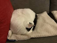 Ancol - Self Heating Pet Pad - Small (48 x 38cm)
