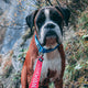 Red Dingo - Navy/White Spot Dog Lead - Medium
