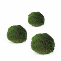 Moss Ball - Each