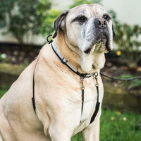 Mikki - Anit Pull Harness - Extra Large